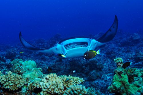 ダイビングイメージ /