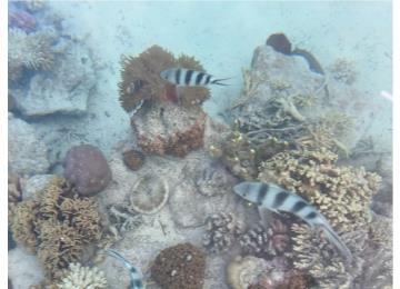 シュノーケリングポイント　潜らずとも水面上からこんなに沢山の魚や珊瑚礁が見れます